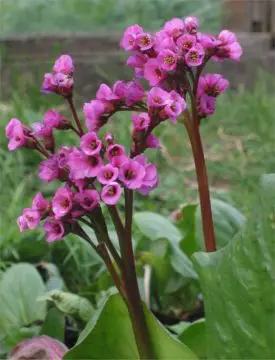 Bergenia cordifolia
