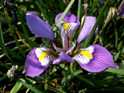 Iris unguicularis