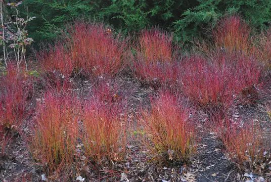 Red Twig Dogwood