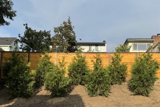 New trees installed before the rainy season.