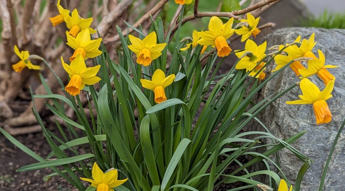 Spring Daffodils