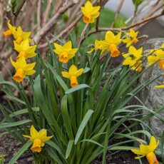 Spring Daffodils